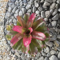 3 Bromeliads With Plastic Pot