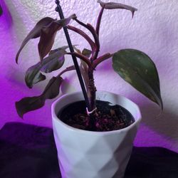 Pink Princess Philodendron 