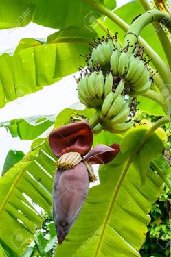 Banana Trees