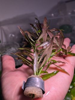 Aquarium plants $10