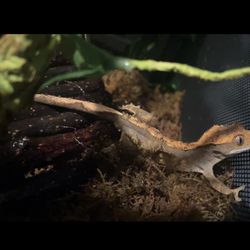 Crested Gecko “ With Supplies All In Photo Cage, Timed Water Mister, Food, Bug Calcium, Weight Scale, Tweezers And Cage Cleaner”