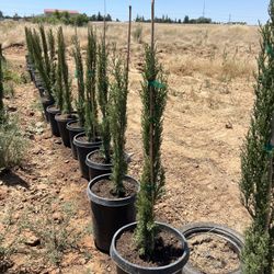 Spartan Juniper’s For Sale 5 Gallon Container