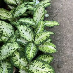 Diff Snow Plant 6in Pot