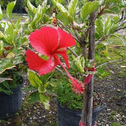 Variegated Hibiscus Tree 7gl $45🌸