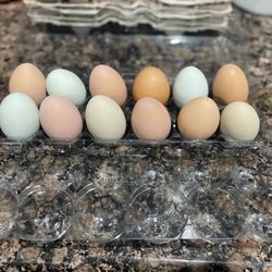 Fresh Chicken Eggs 