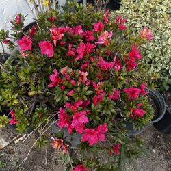 Árbol De Azalea 🌺 
