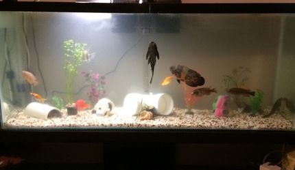 Tank maintenance for fresh or salt water aquarium