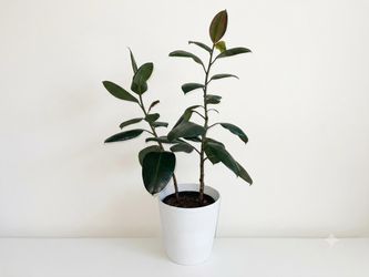 Rubber plant
