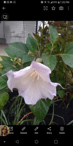 Passion garden flowers