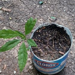 avocado plant 
