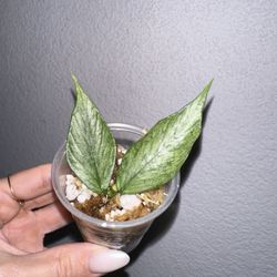 Hoya Polyneura Silver