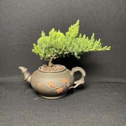 Juniper Bonsai In Zisha Clay Teapot ($35)