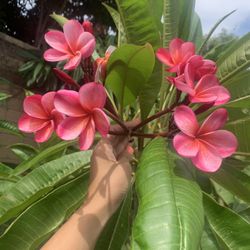 Pink Plumeria Cuttings 