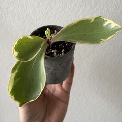 Variegated Peperomia 