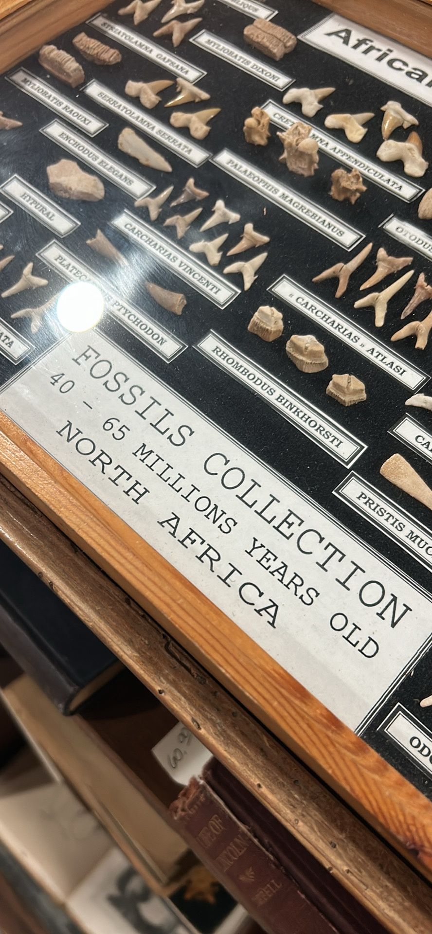 Fantastic Museum Collection