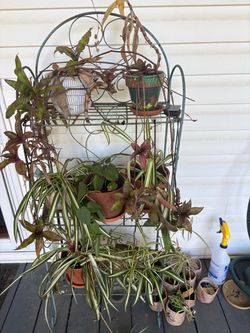 Plants
