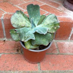 Ruffled Echeveria Plant $4 Succulent 