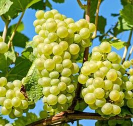 Green grape Vitis vinifera with seeds- read!