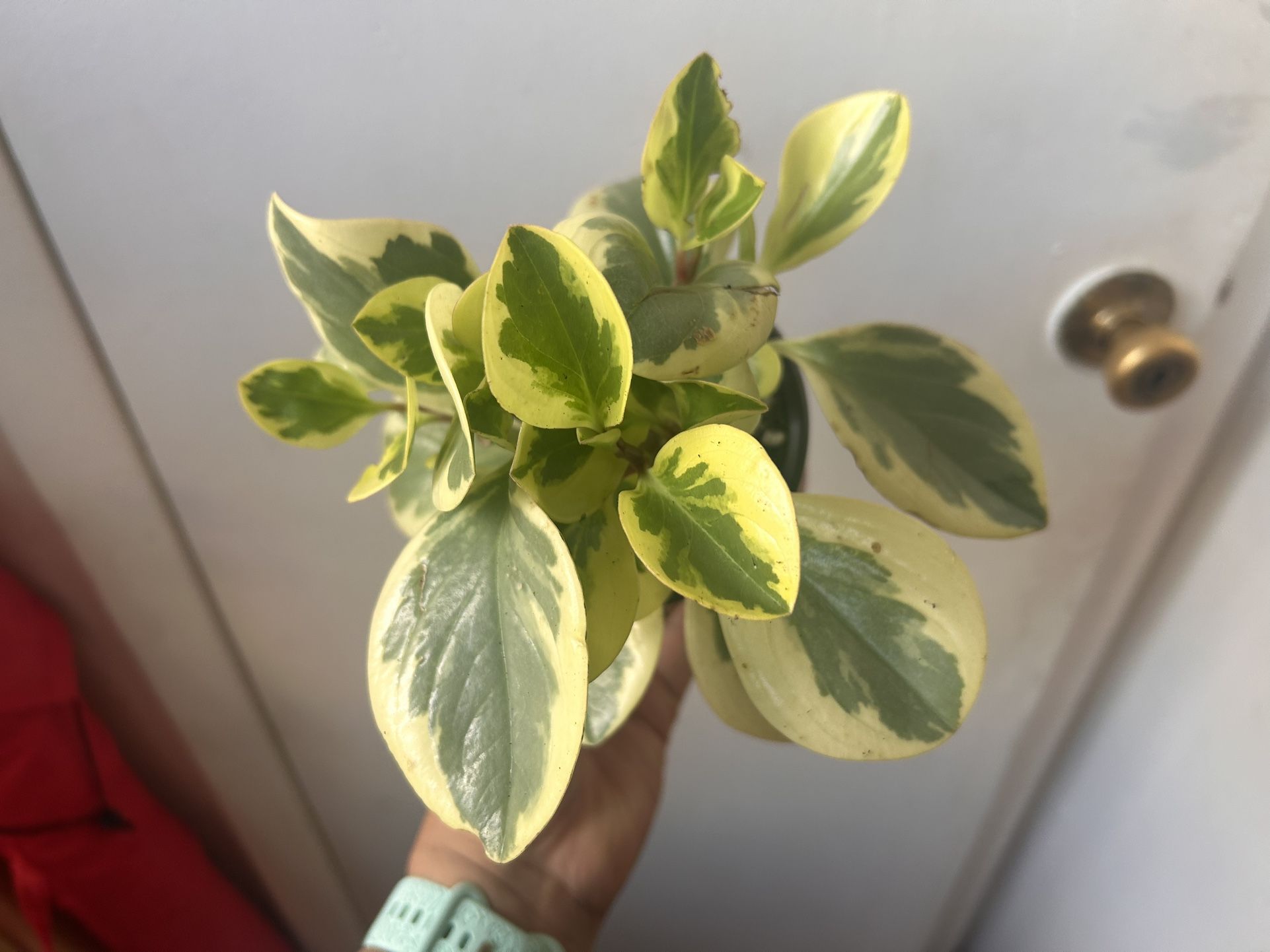 Peperomia Plant Read Description ⤵️