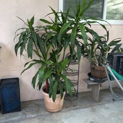 Big Lucky Tree