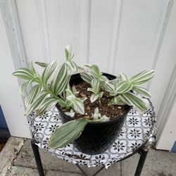 Indoor Plant 