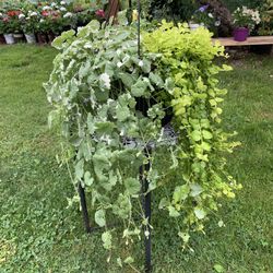 Outdoor Plant 