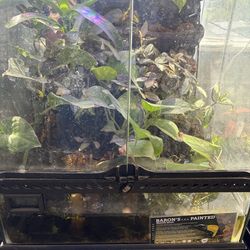 Bioactive Vivarium 18x18x18
