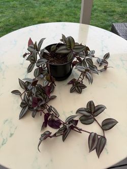 Tradescantia Plant ‘Silver Wandering Jew’ (Out/In Door Life Plant)