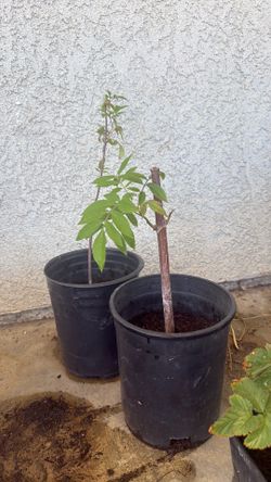 Elderberry and boysenberry plants