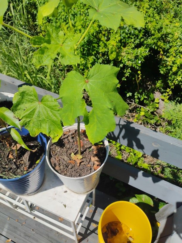Okra Plant