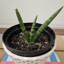 Sansevieria Starfish 