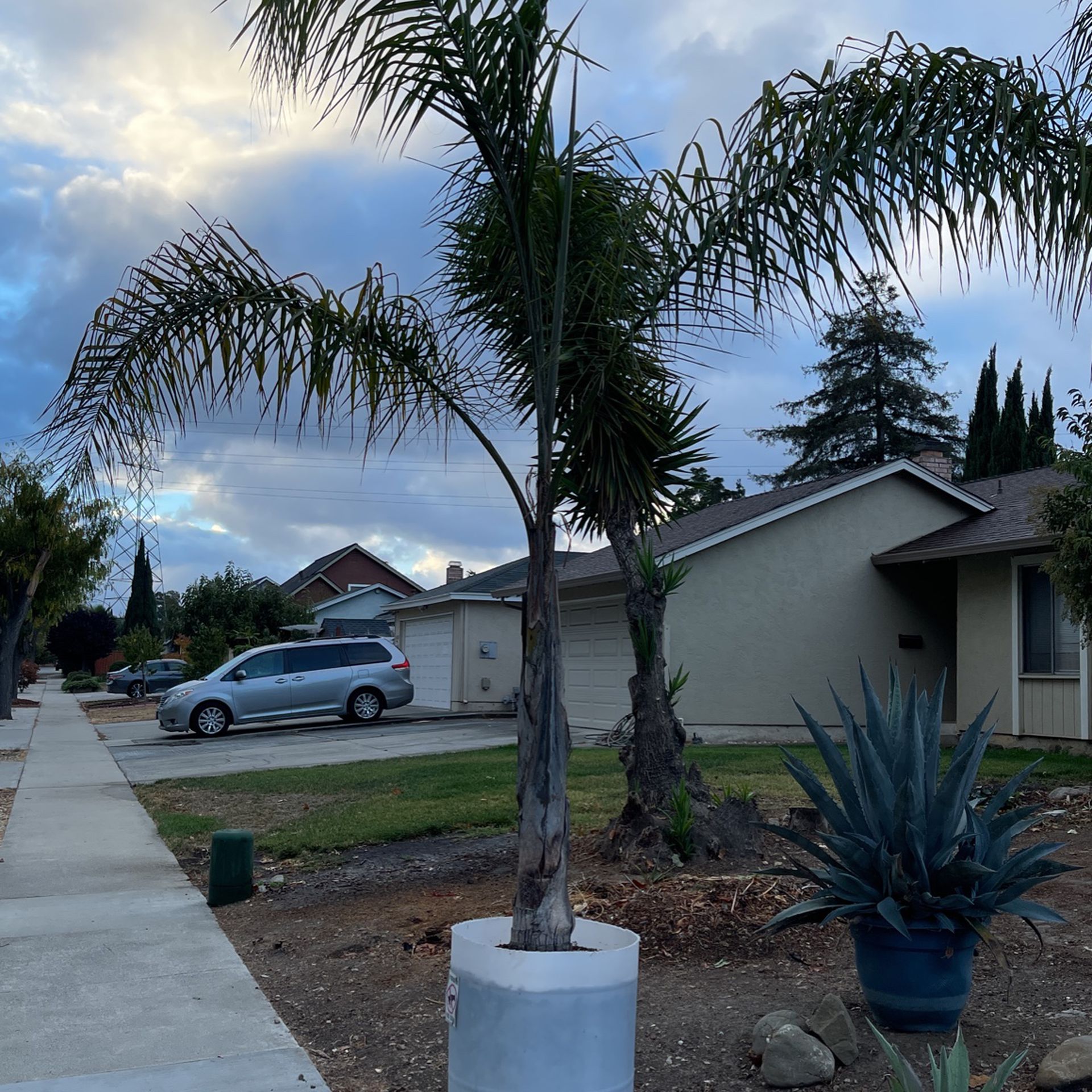 15ft Queen palms X4 Potted 