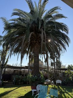 Palm Tree Clean Ups