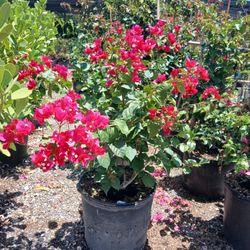 Bougainvillea Bush🌸15gl🌱