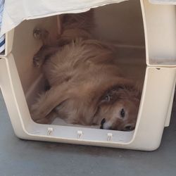 Dog Kennel FREE