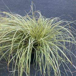 Huge Evergreen Ornamental Grasses