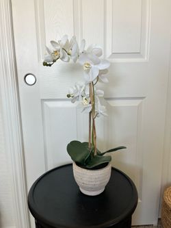 Orchid Plant (fake plant)