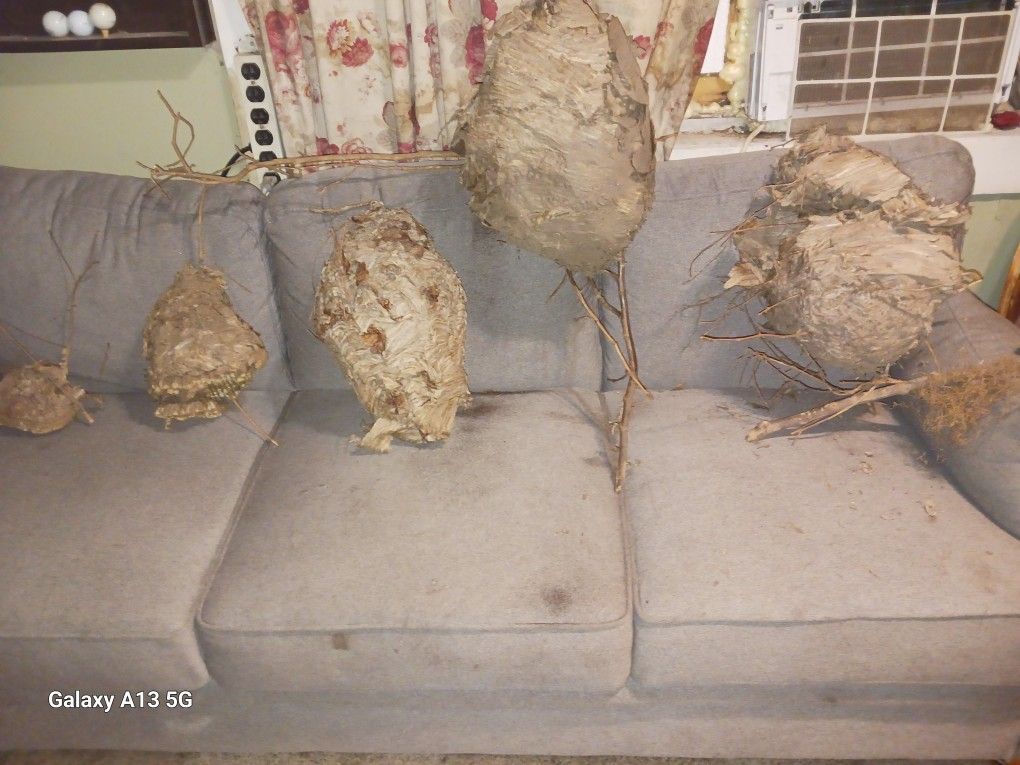 Nest Hornet / Wasp. (5)