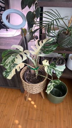 Monstera Albo