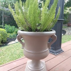  Fox Tail Plant With Pot