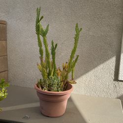Cactus
