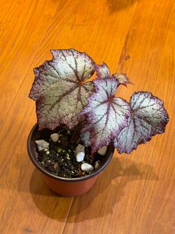 Rex Begonia (bewitched lavender)