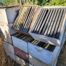 Bee Hive Boxes With 10 Frames