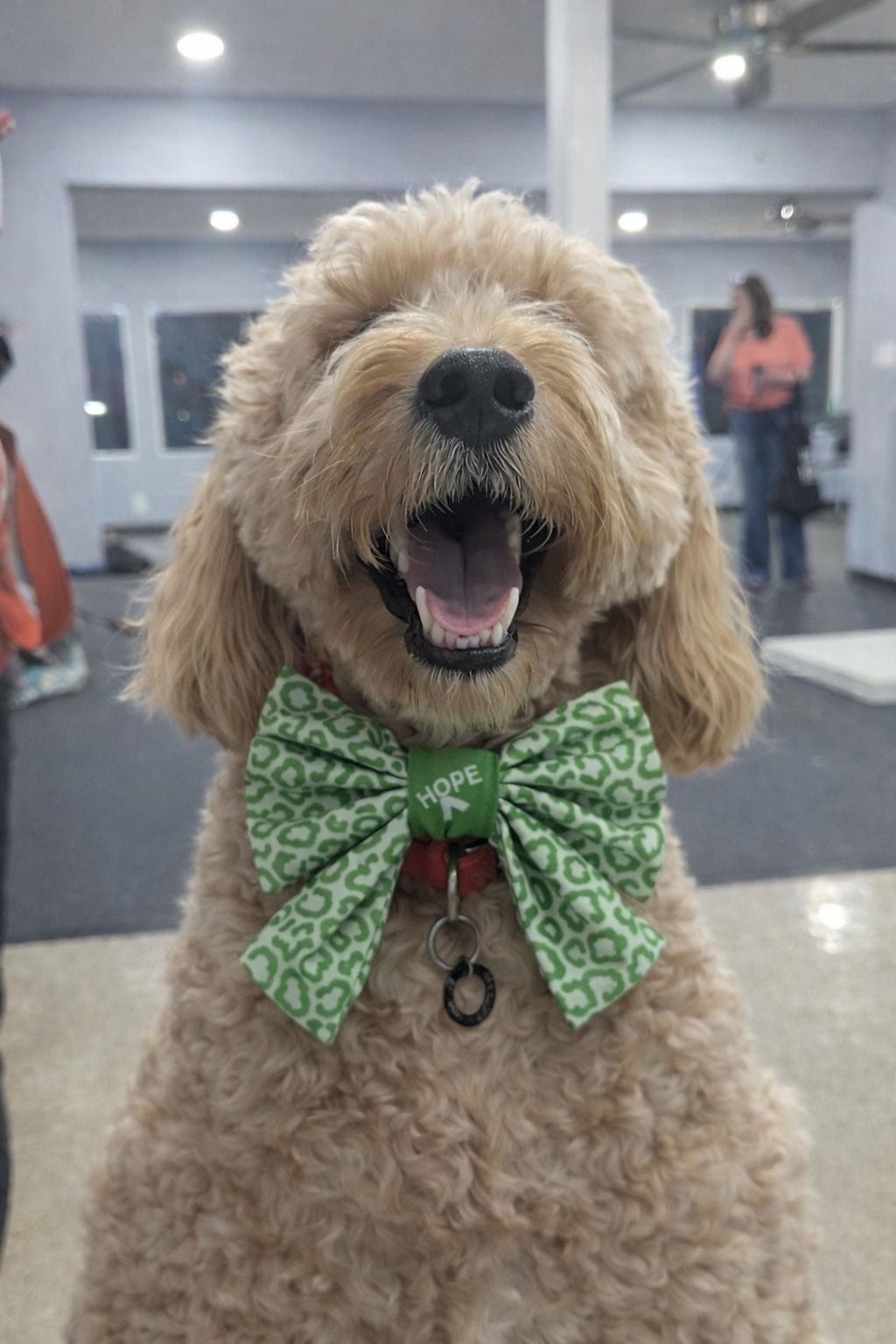 Bulk Lot 170 Dog Bows – Sailor & Bowtie Styles “HOPE” – Groomers / Retail