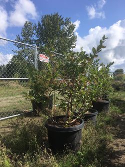Blueberry Bushes. 4’ - 6’ Tall