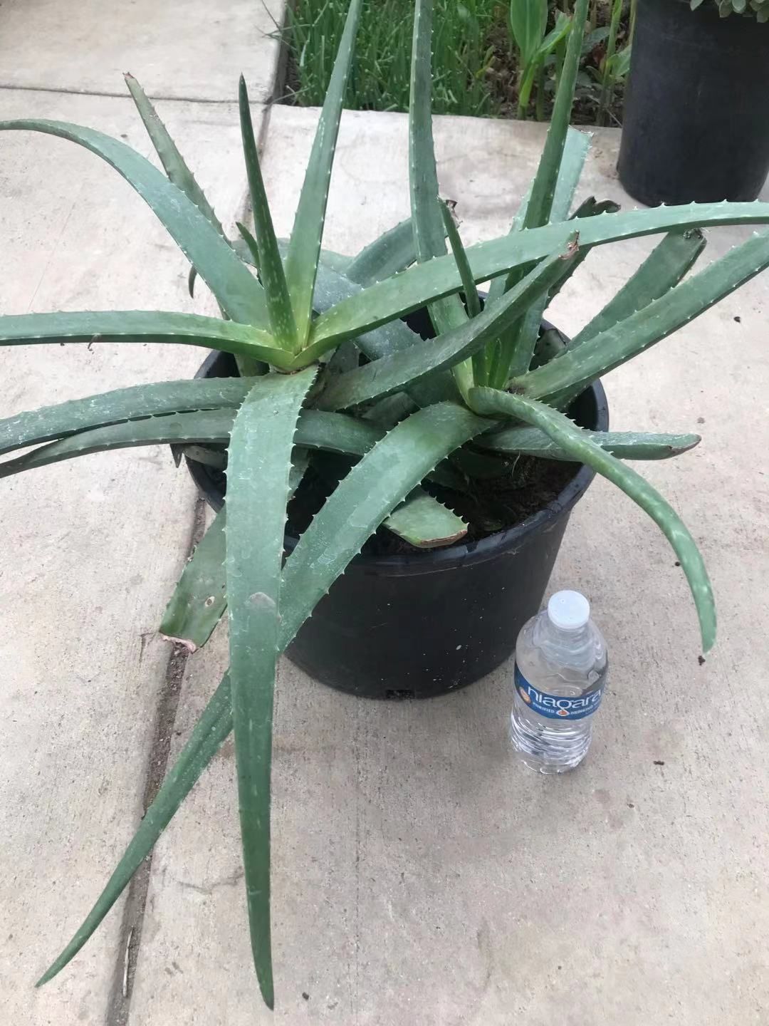 Large Organic Green Aloe Plant Flower Garden Yes Home Patio 25 Gallon Pot Healing