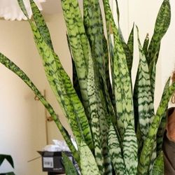 Snake Plant 