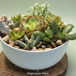 Succulent Garden