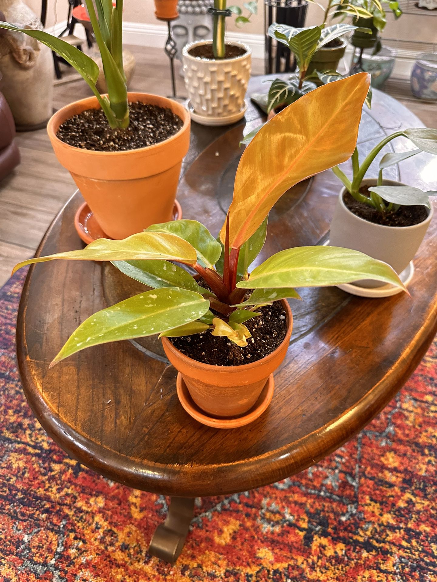 Live Prince Of Orange Philodendron Plant With Terracotta Pot & Saucer (Please Read Full Description) 