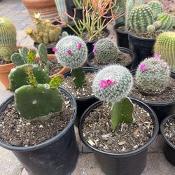 Various Flowering Cactus In 6inch Pot